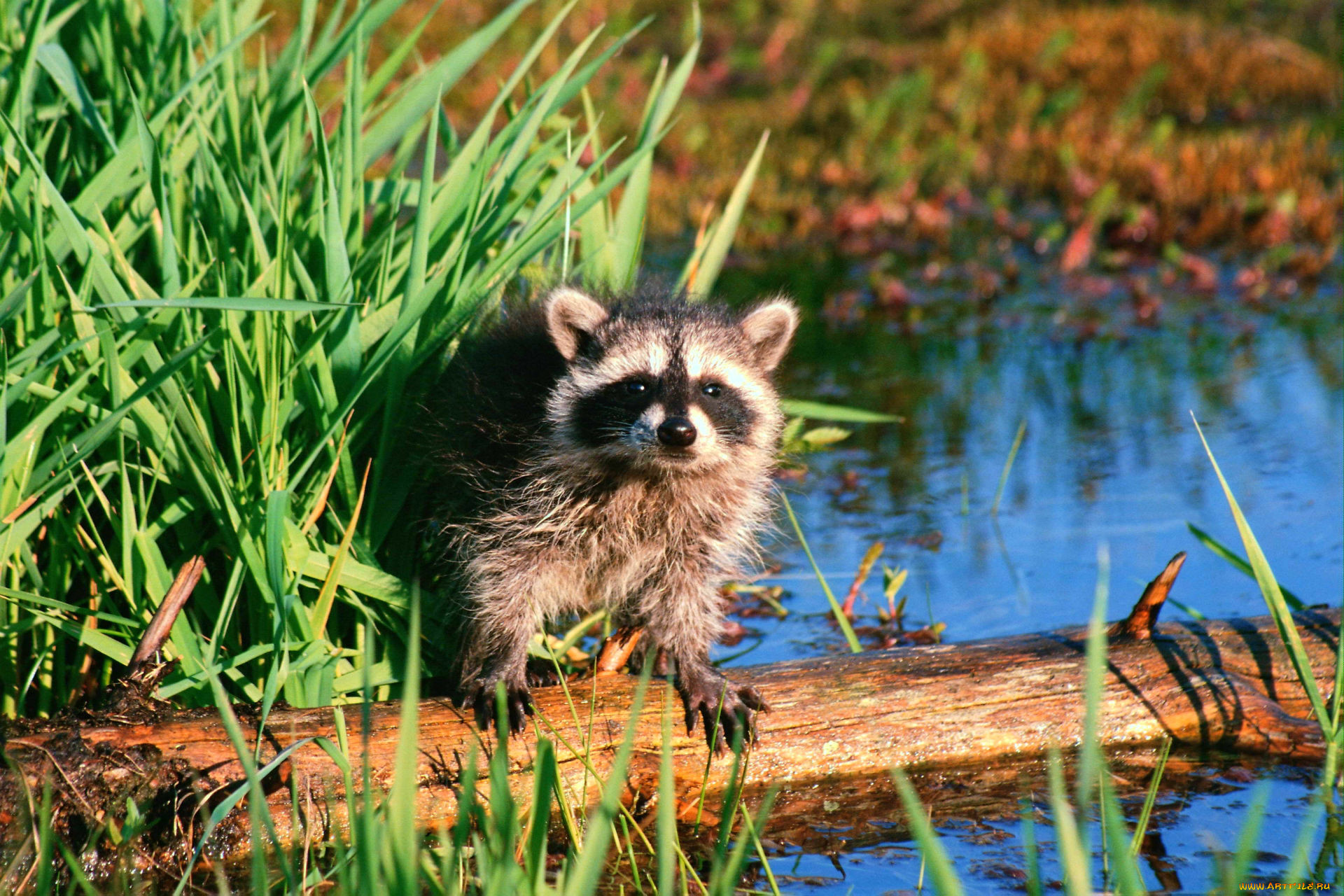 raccoon, , , , , , , 